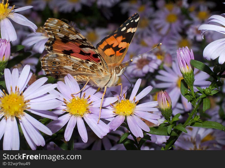 Painted Lady butterfly, Vanessa cardui - close-up