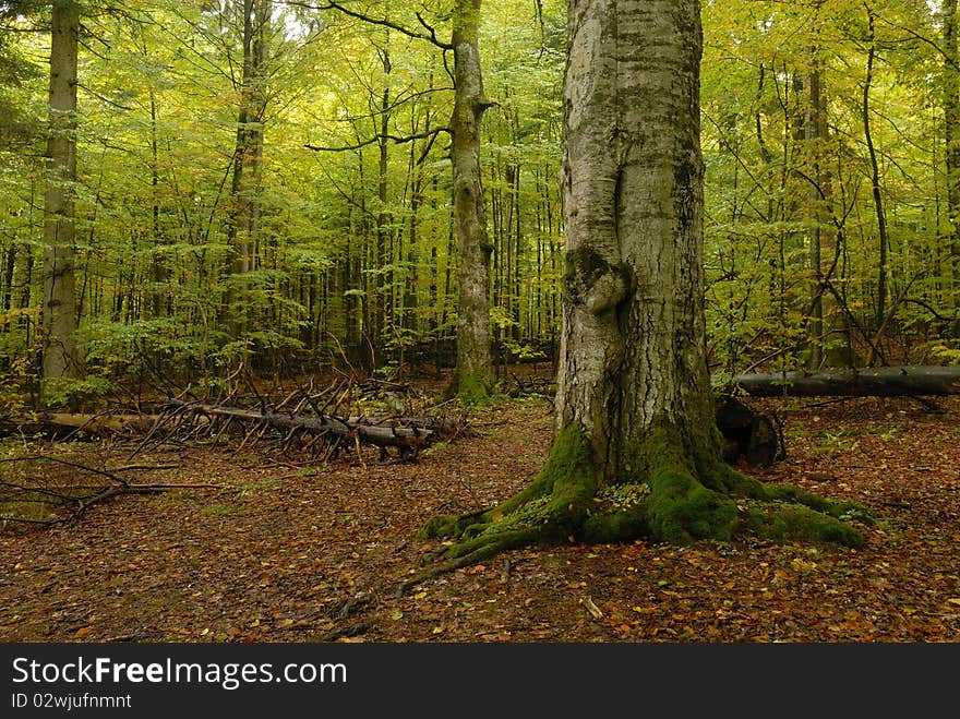 Jungle with dead wood in the autumn. Jungle with dead wood in the autumn.