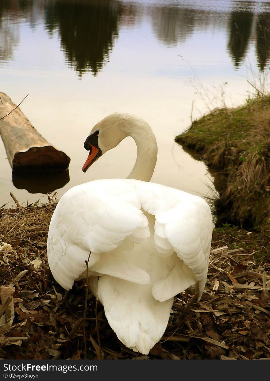 Mute swan in the evening, on a lake.