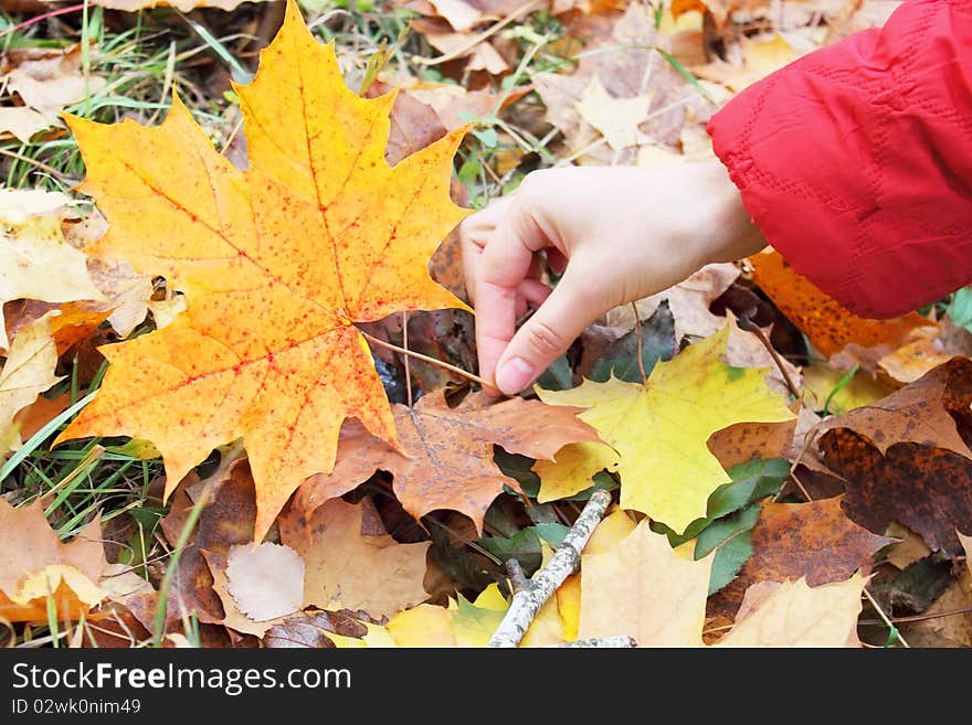 Bright maple leaf in the female hand