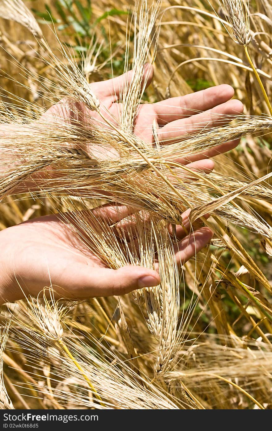 Hand Holding Wheat Ears