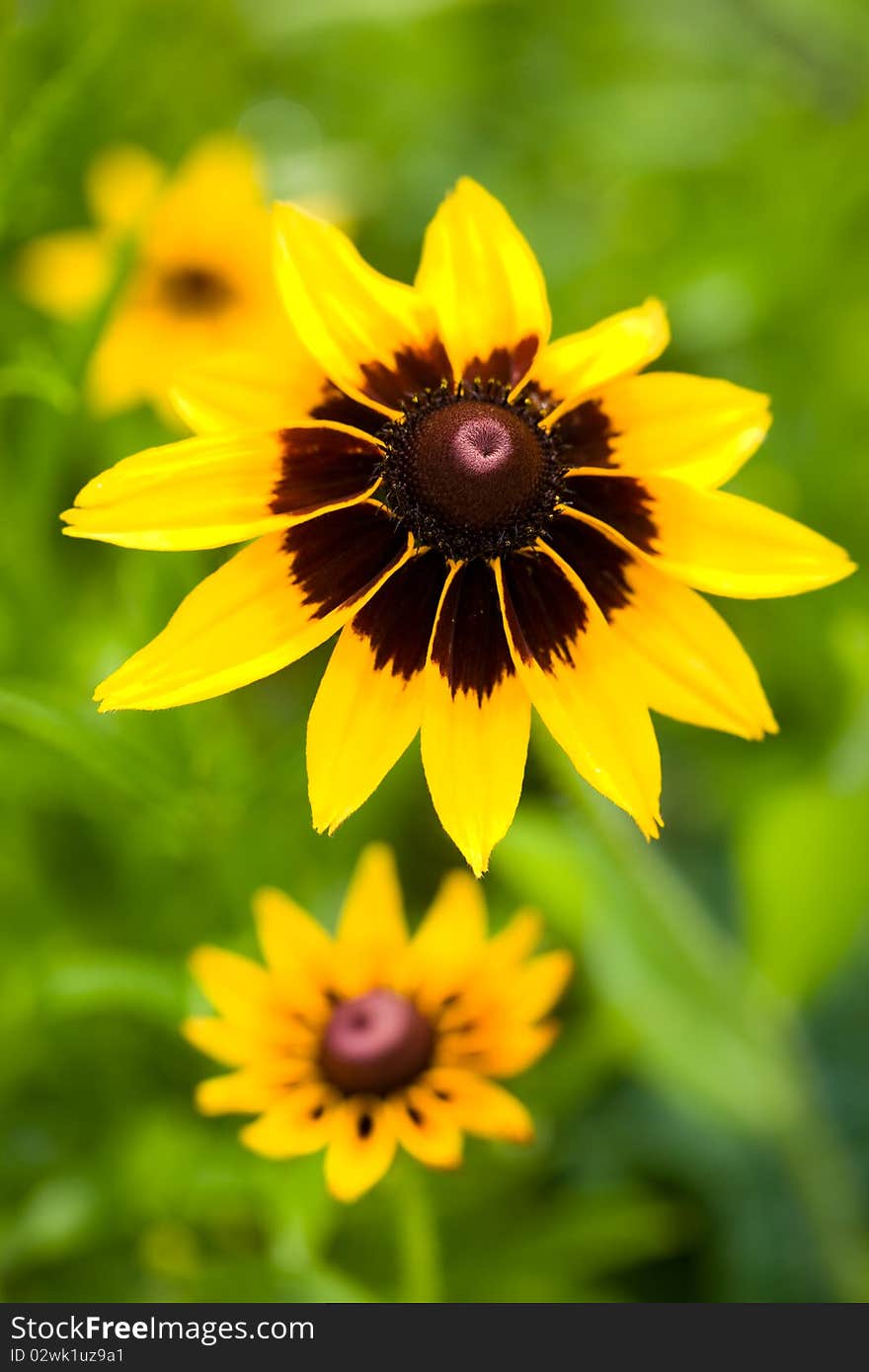 Beautiful yellow flowers