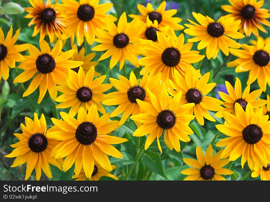 Beautiful yellow flowers on field