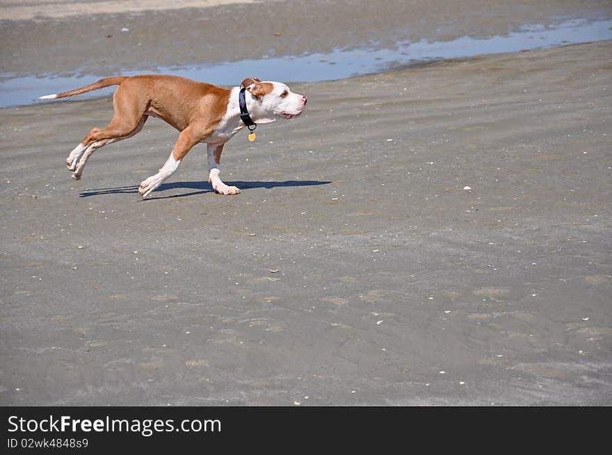 Dog running on the sand