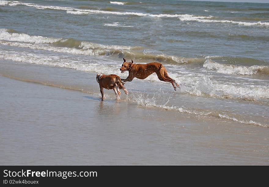 Dogs on the beach