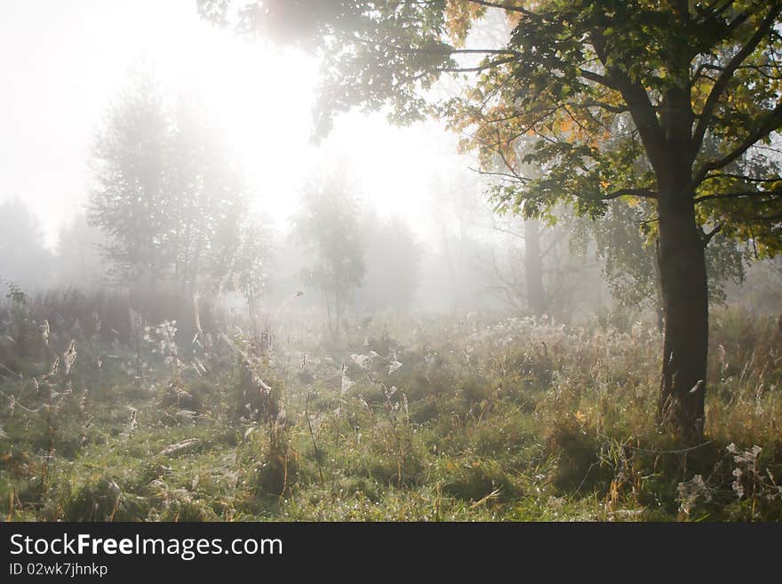 Misty morning in the forest during sunrise. Misty morning in the forest during sunrise