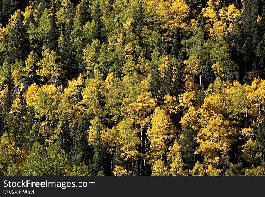 Hillside of autumn foliage in Colorado showing Aspen in golden color