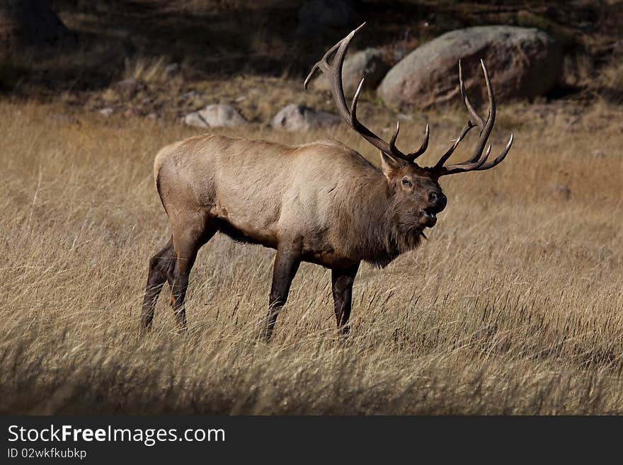 Elk bugling in Rocky Mountain National Park