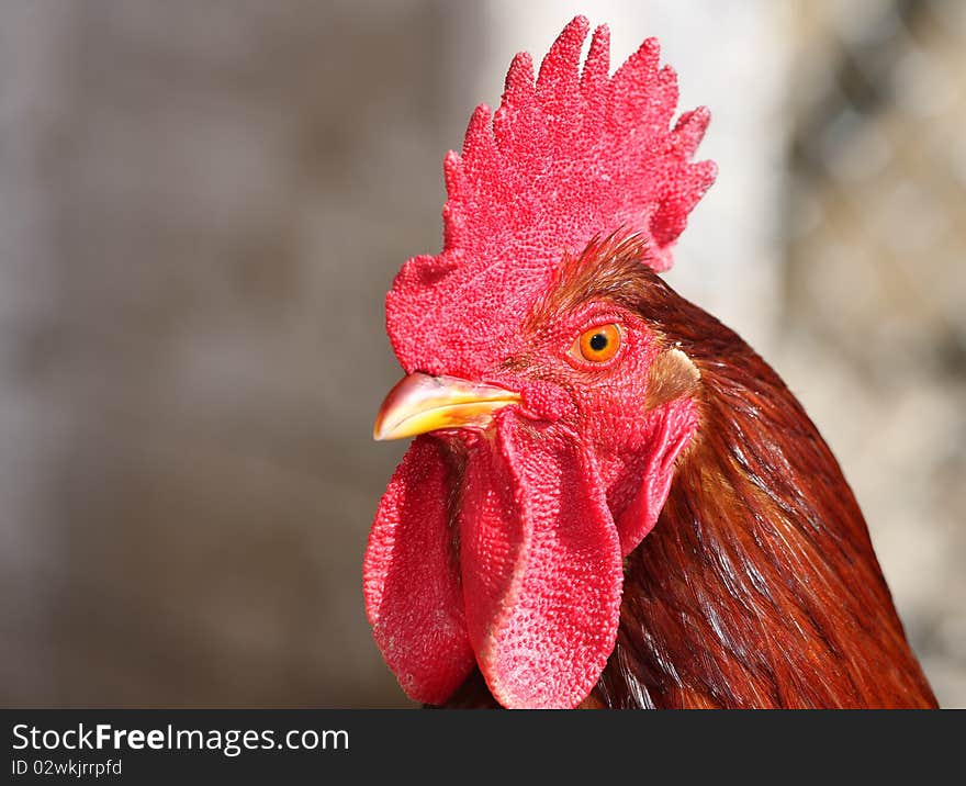 Rooster portrait in chicken run.