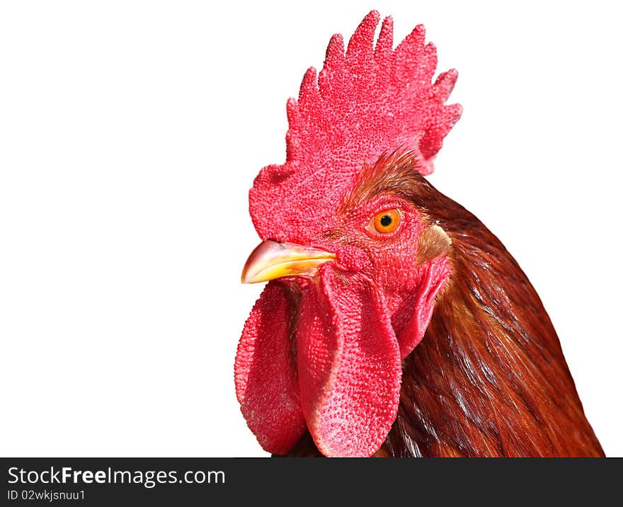 Colorful Rooster isolated on white background. Colorful Rooster isolated on white background.