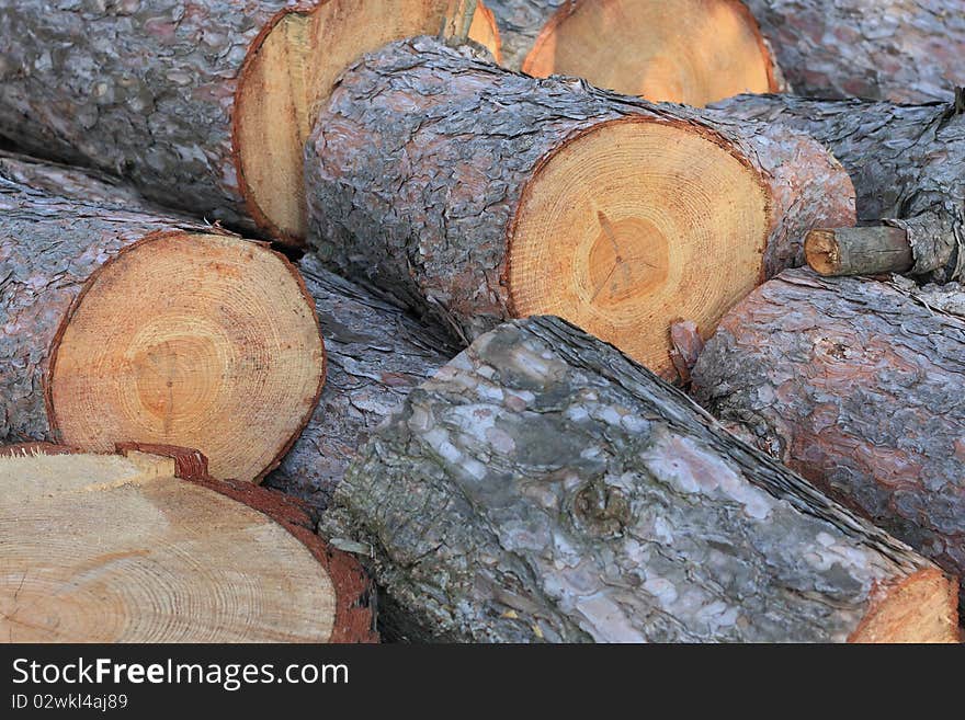 Pine tree logs