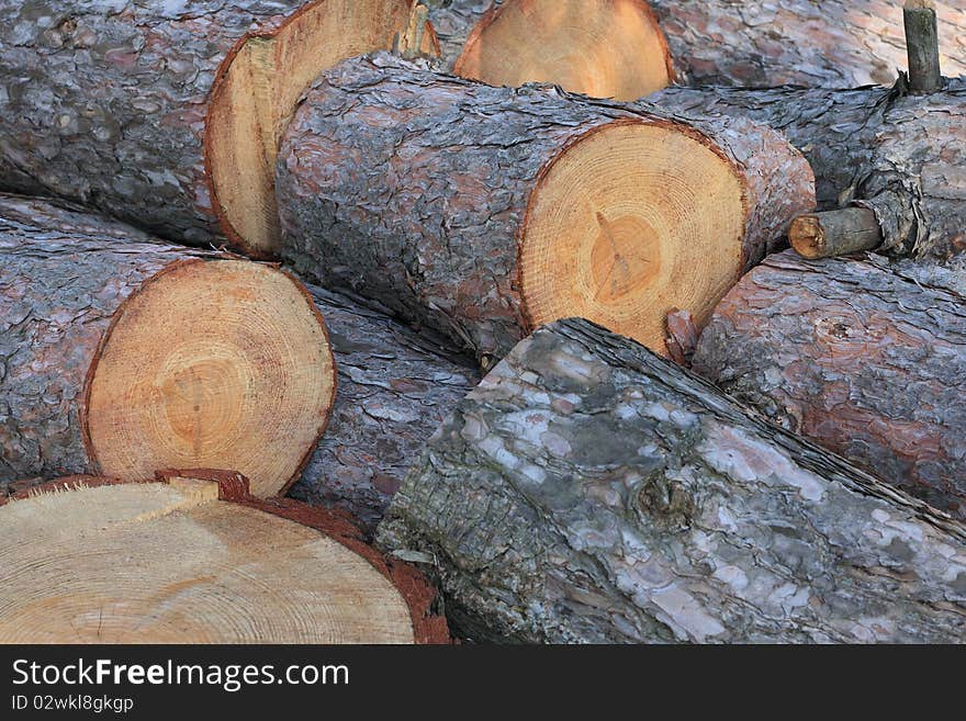 Pine tree logs