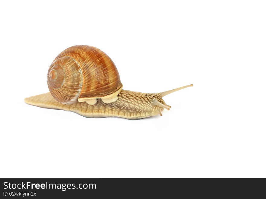 Snail isolated on white background. Snail isolated on white background