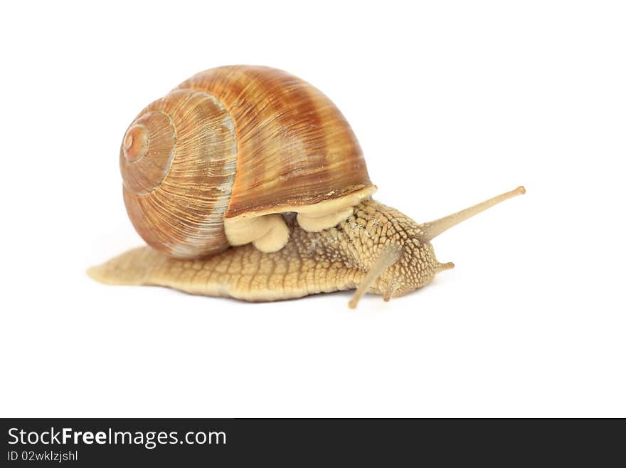 Snail isolated on white background. Snail isolated on white background