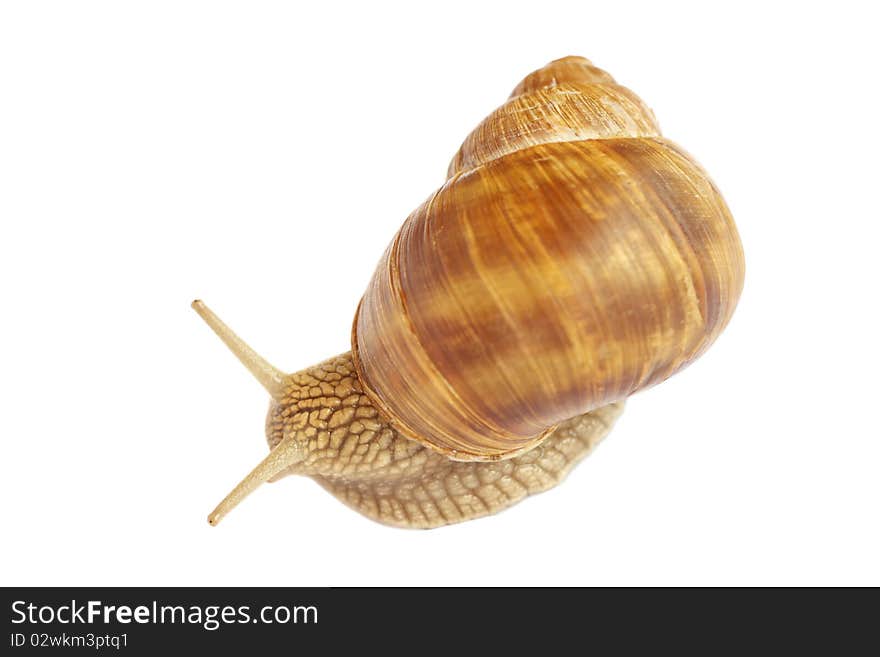 Snail isolated on white background. Snail isolated on white background