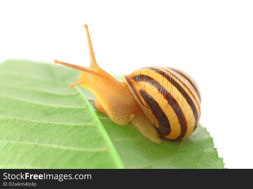 Snail isolated on white background. Snail isolated on white background