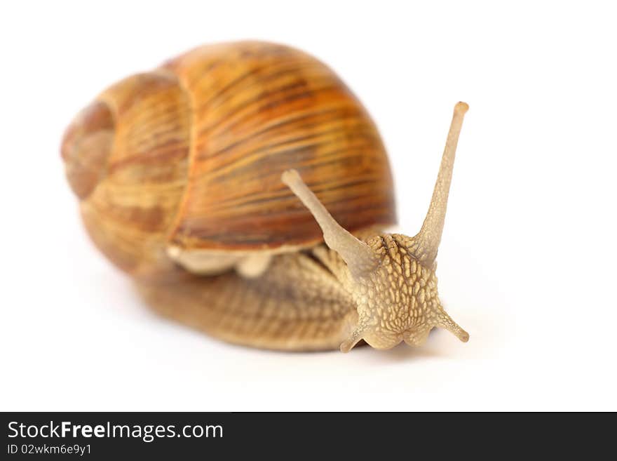 Snail isolated on white background. Snail isolated on white background