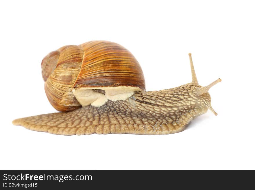 Isolated snail