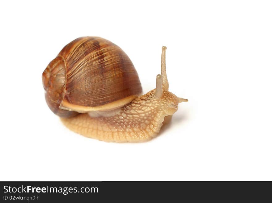 Snail isolated on white background. Snail isolated on white background