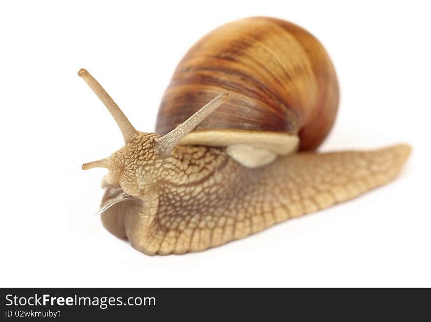 Snail isolated on white background. Snail isolated on white background.