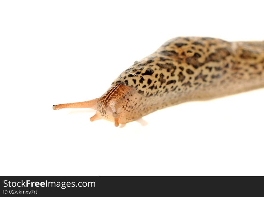 Spotted Garden Slug (Limax maximus) isolated on white background.