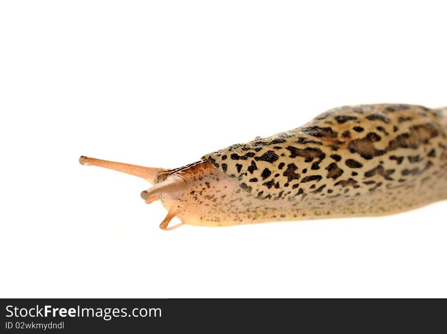 Spotted Garden Slug (Limax maximus) isolated on white background.