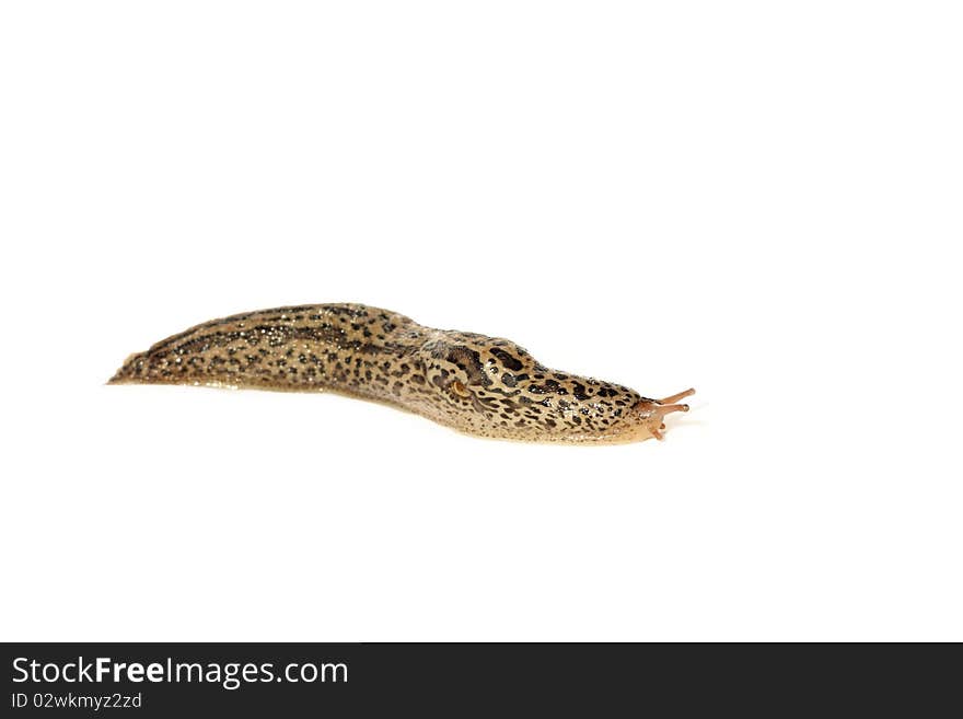 Spotted Garden Slug (Limax maximus) isolated on white background.