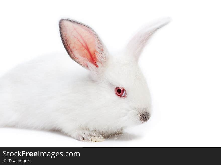 Cute white isolated baby rabbit