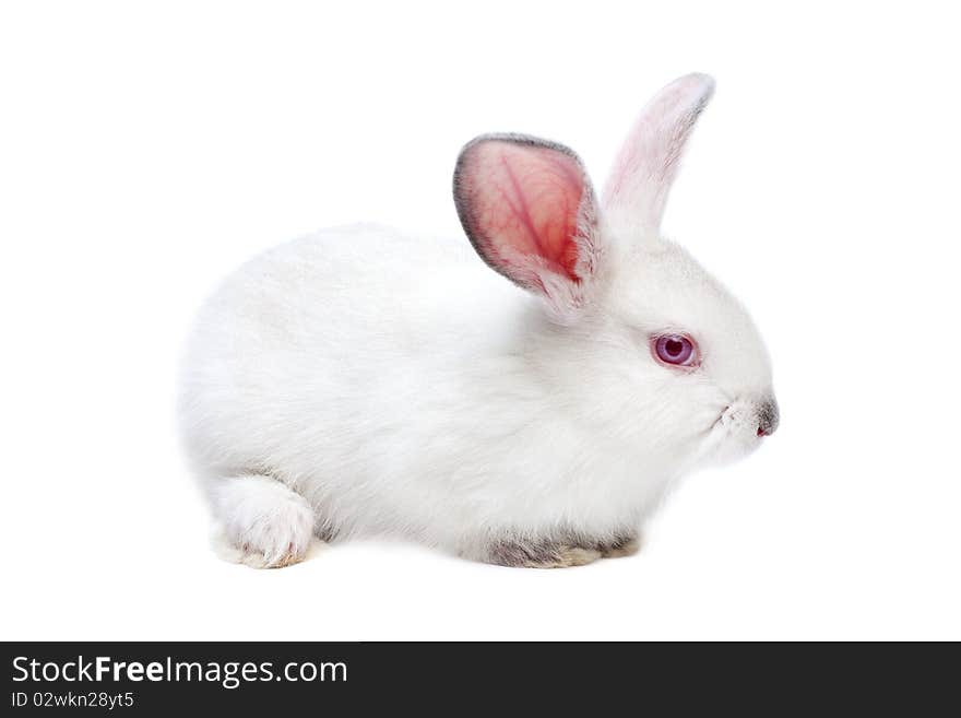 Sweet white little easter bunnies isolated on white. Sweet white little easter bunnies isolated on white.