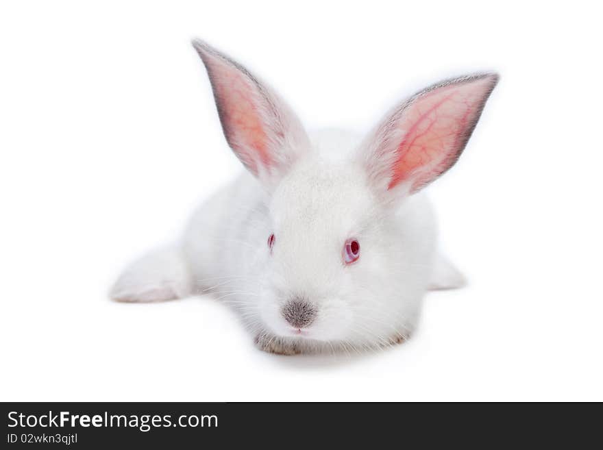 Cute white isolated baby rabbit