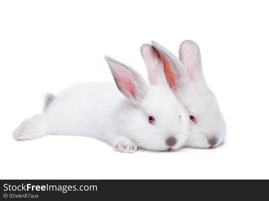 Two sweet white little easter bunnies isolated on white. Two sweet white little easter bunnies isolated on white.