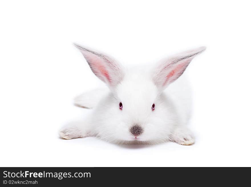 Cute white isolated baby rabbit