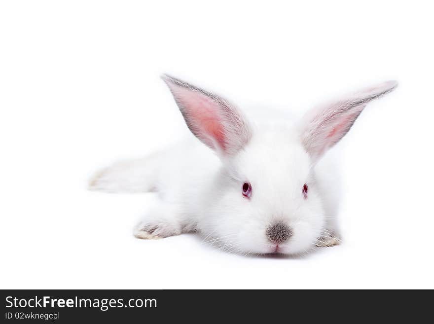 Sweet white little easter bunnies isolated on white. Sweet white little easter bunnies isolated on white.