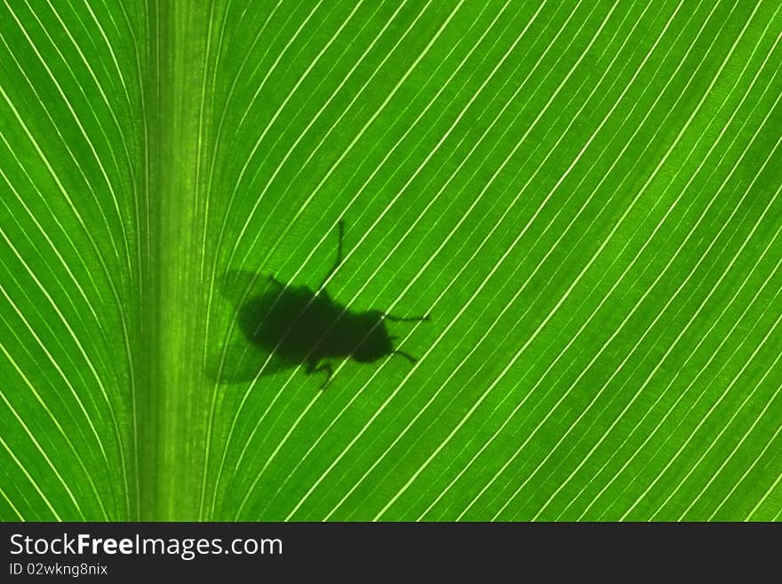 Fly silhouette