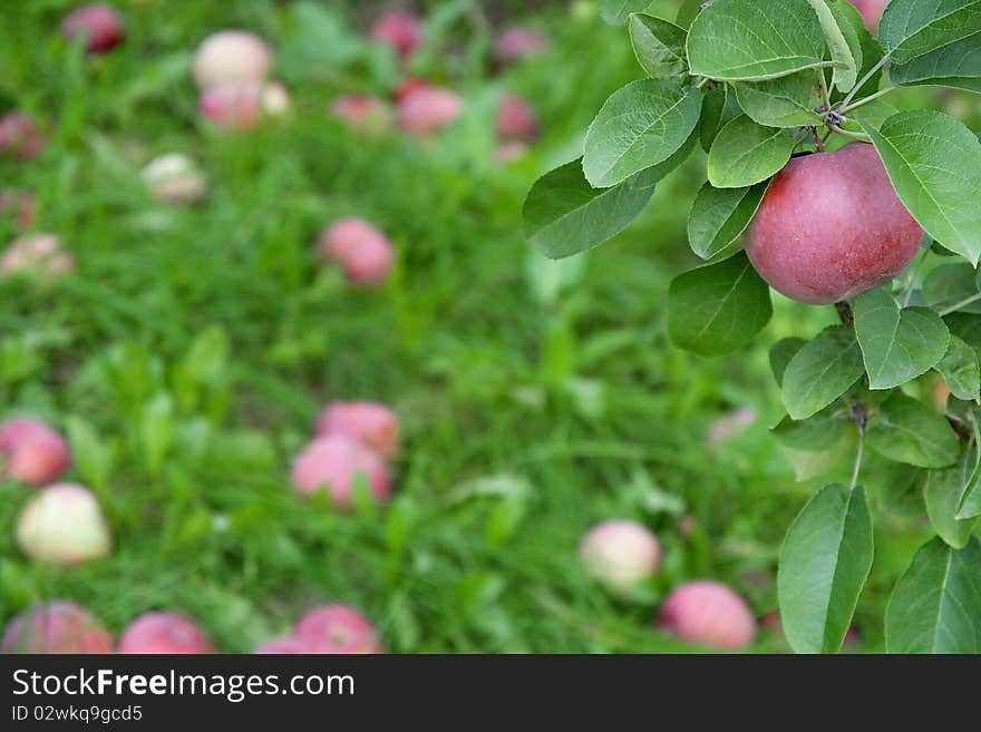 Ripe apple on a branch among green leaves