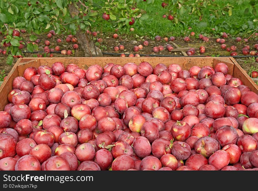 Freshly picked red apples in a crate