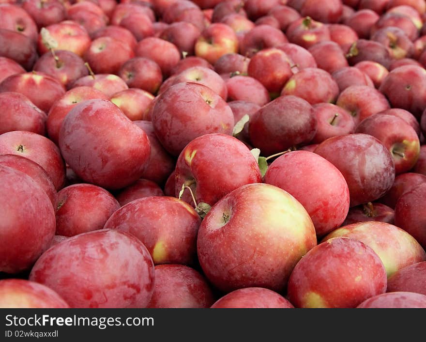 Many freshly picked red apples