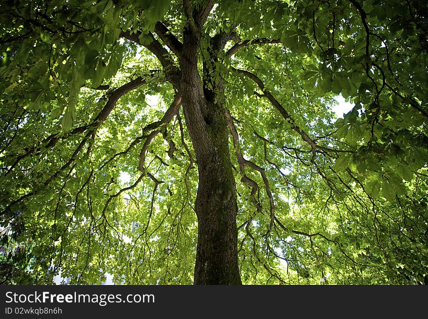 Horse chestnut tree seen from underneath its canopy to the top, filliong the entire frame with its crown