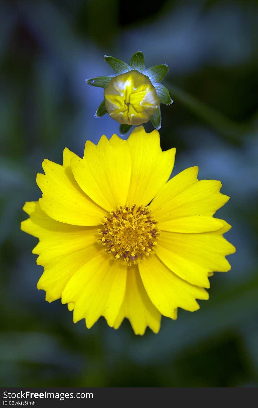 Pretty little plant and landscapes in park. Pretty little plant and landscapes in park.