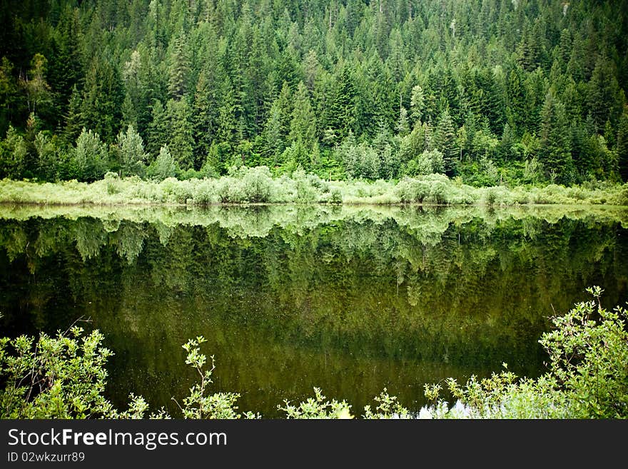 Sill water reflection trees off a mountain. Sill water reflection trees off a mountain.