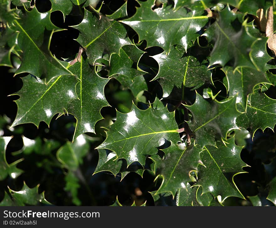 The holly plant is one of the plants most commonly associated with Christmas.