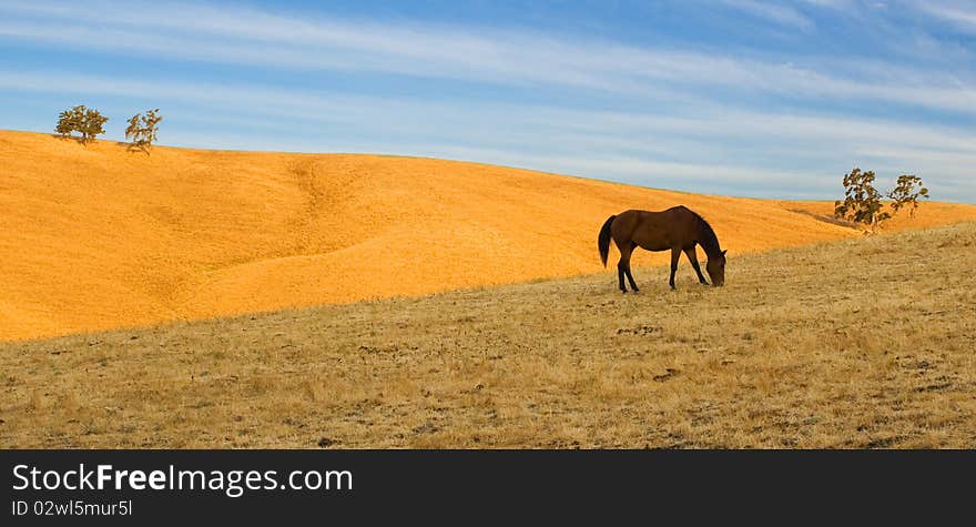 Alone horse on the golden Carifornia hills. Alone horse on the golden Carifornia hills