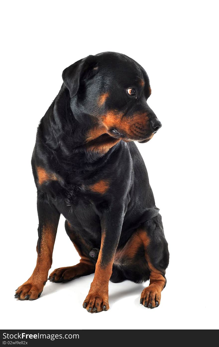 Portrait of a purebred rottweiler in front of white background