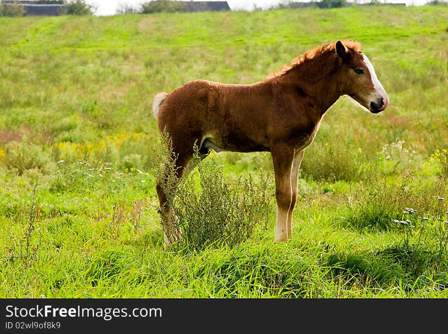 Small foal (horse) standing on a green grass