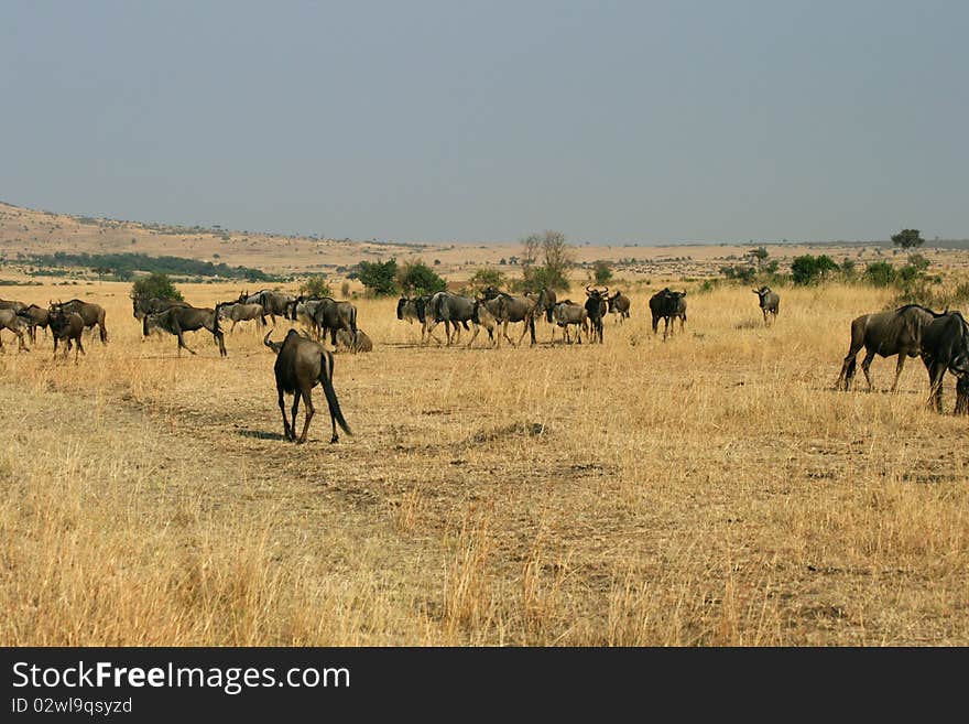 Kenya s Maasai Mara Animal Migration