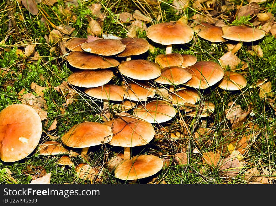 The yellow mushrooms growing together in wood. The yellow mushrooms growing together in wood