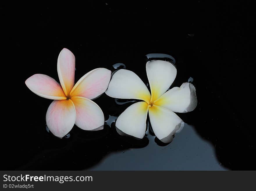 Flower, Leelavadee,Plumeria