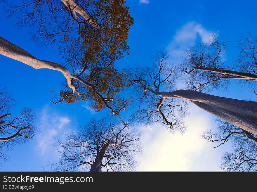 Tree And Sky