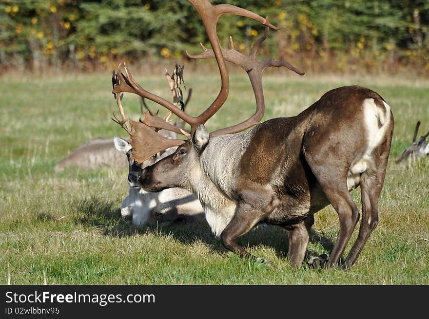 Wild Caribou