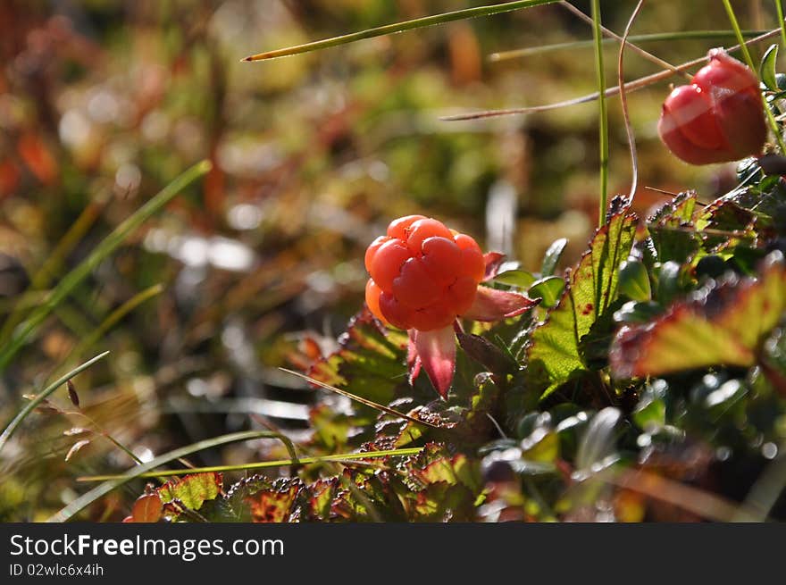 Cloudberry